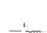 藏品(蕊形真苔)的圖片